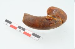 Foto von Bernsteinringperle (NHMW-PRAE-026249)